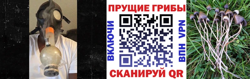Псилоцибиновые грибы Psilocybe  мега ТОР  Сергач  где купить наркоту 